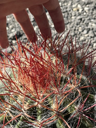 Ferocactus stainesi pilosus - ferocactus,