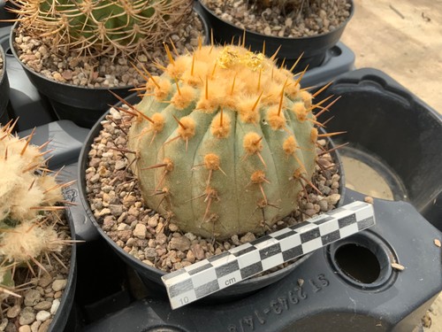 023 copiapoa cinerea - 023,