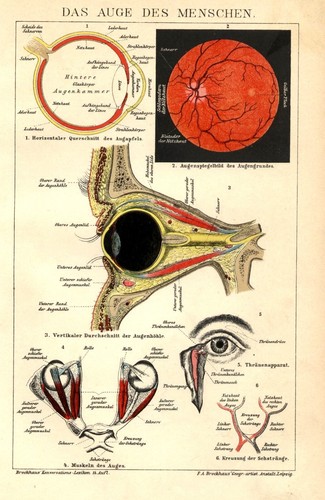 1898 antica cromolitografia - 1898,