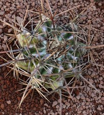 Echinocactus ingens CC7