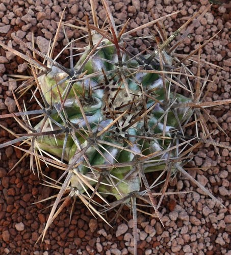 Echinocactus ingens cc7 - ingens,