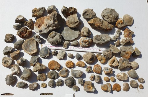 Fossili non preparati lias - fossili,