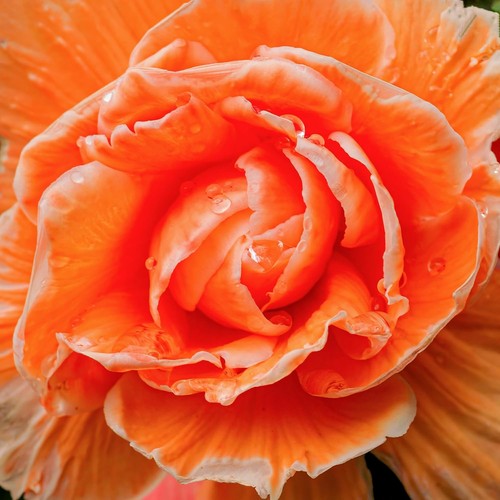 Bulbi begonia doppio - begonia,