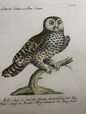 Manetti 1767 – Civetta del