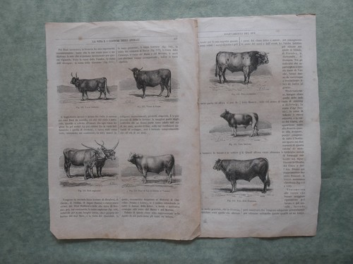Due stampe con razze - stampe, di
