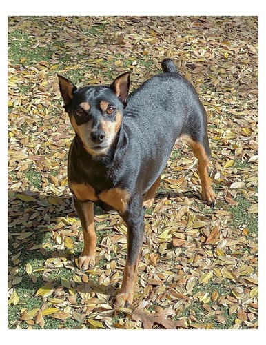 Foto cane pinscher - foto,