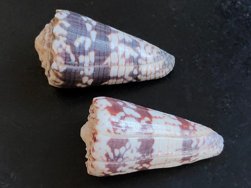 Conchiglia shell conus - conchiglia,