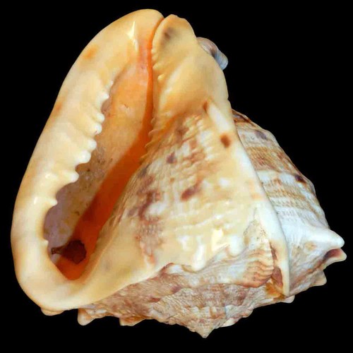 Cassis cornuta 125 - cornuta, mm
