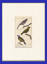 UCCELLI, INCISIONE COLORATA A