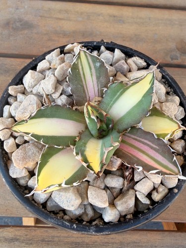 Agave titanota variegated - agave,