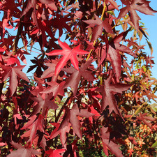 Storace scarlatto "Liquidambar