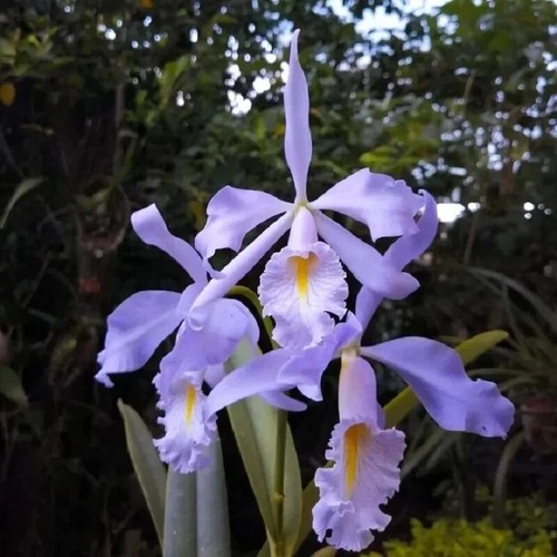 Pianta orchidea blu specie - orchidea,