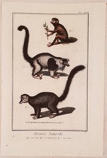 LORIS MANGUSTA LEMURE LORIS MONGOOSE LEMUR ZOOLOGIA ZOOLOGY ANTONIO BARATTI 1770
