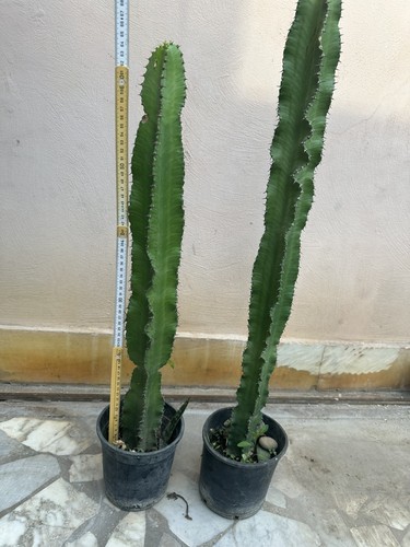 Coppia euphorbia ingens 80cm - h,