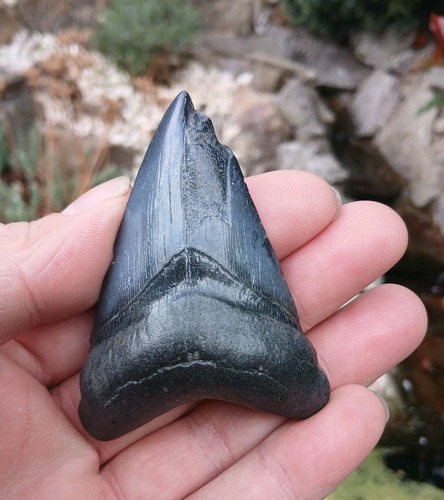 Megalodon tooth shark fossil - megalodon,