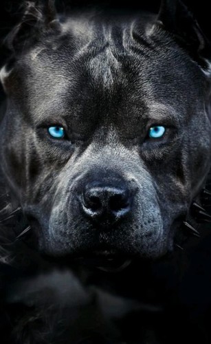 Pitbull dog idea regalo - -,