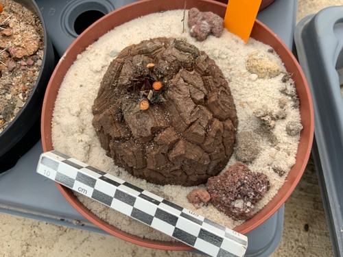 118 dioscorea elephantipes - 118,