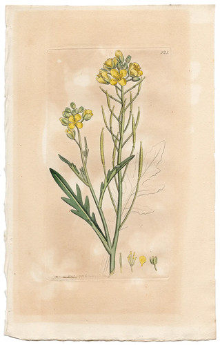 Antico razzo parete 1798 - antico,