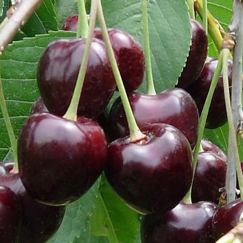 Pianta ciliegio varietà - pianta,
