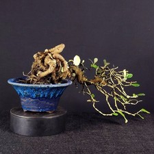 SHOHIN BONSAI ELEAGNO