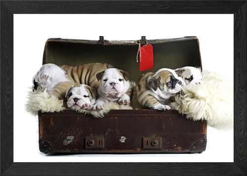 Bulldog cuccioli valigia - in,