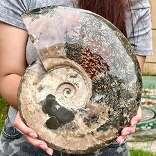 8,86LB Raro esemplare fossile di conchiglia naturale naturale del Madagascar