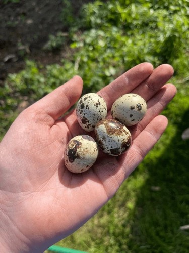 Uova quaglia - uova, di