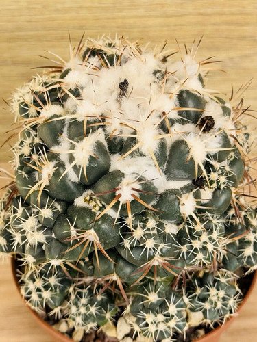 Coryphantha bumamma pot 10 - ,,