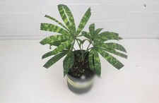 Licuala mattanensis'Mapu'