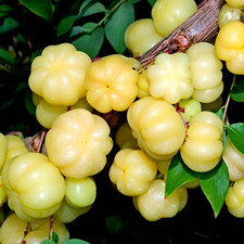 Phyllanthus acidus thai star - phyllanthus,
