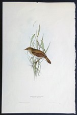 John Gould Uccelli Ornitologia