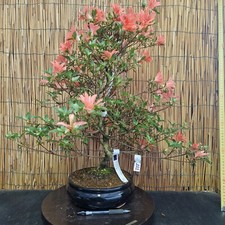 Bonsai azalea 55cm - bonsai, h