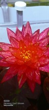 Rizoma ninfea rustica - ,