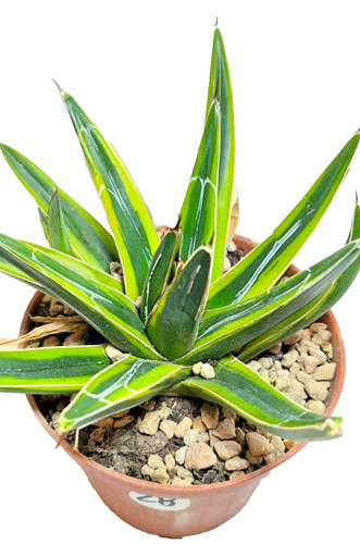 Agave regina vittoria - agave,