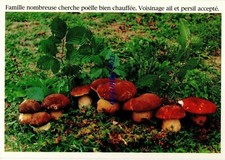 FAMILLE NOMBREUSE FUNGHI BOLETI PORCINI MUSHROOMS PILZ CHAMPIGNONS SETAS  