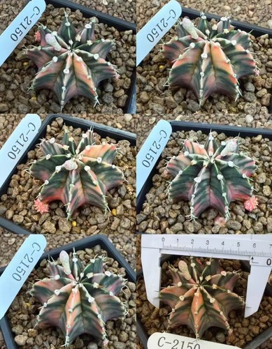 Gymnocalycium mihanovichi