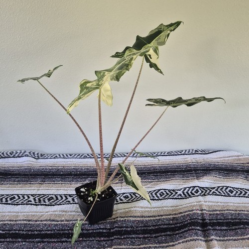 Alocasia sarian albo - alocasia, albo,