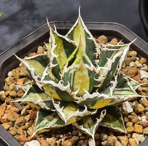 Agave titanota werewolf - "werewolf",