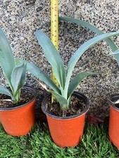 Fioriera per piante di agave