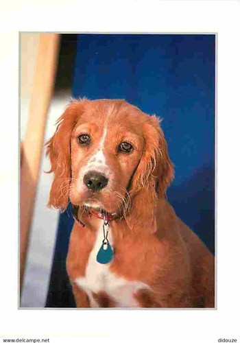 Postcard animals dogs - -,