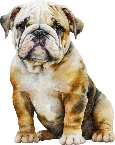 Adesivi auto bulldog inglese - auto,
