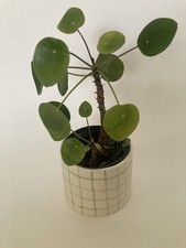 Vaso Cilindrico Artigianale Bianco con Trama Verde ✨  Cachepot Decorativo