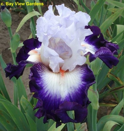 Iris center of - 'center, the