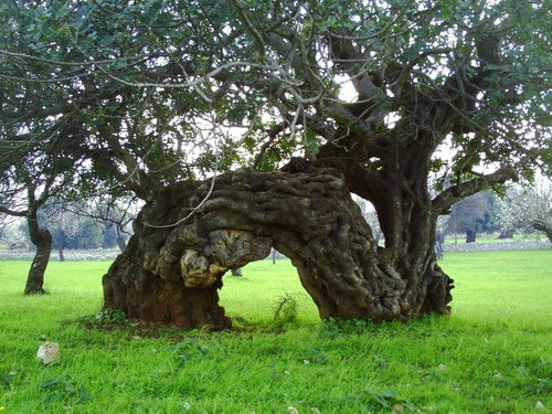 Ceratonia siliqua carrubo - -,