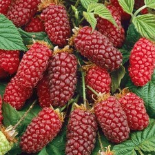 PIANTA DI TAYBERRY in vaso 18