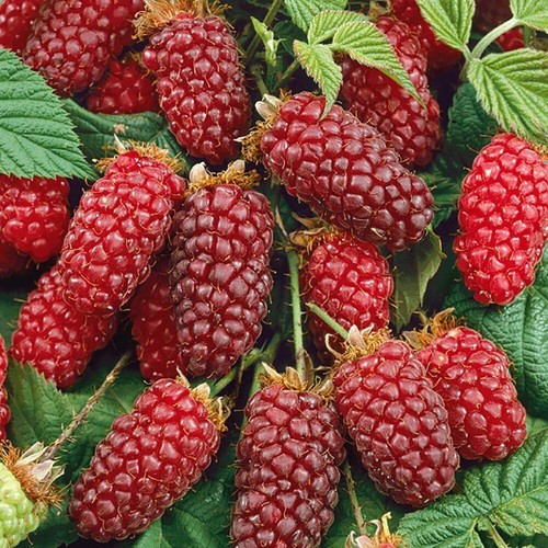 Pianta tayberry vaso 18 - di,
