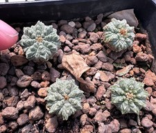Aztekium r from see-d x