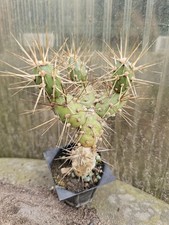 Maihueniopsis darwinii cactus