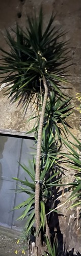 Yucca gigante - ,