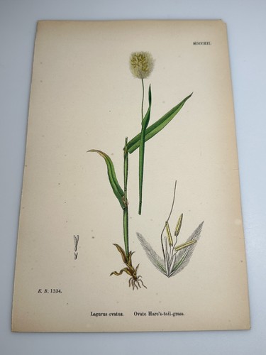 Stampa botanica colorata - , a